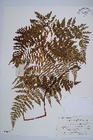 姬蕨藏品圖，第1張