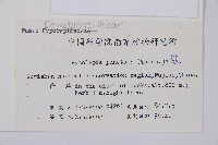 姬蕨藏品圖，第2張