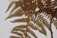 姬蕨藏品圖，第3張