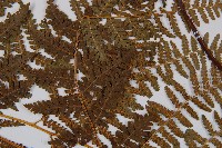 姬蕨藏品圖，第5張