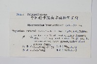 波氏星蕨藏品圖，第2張