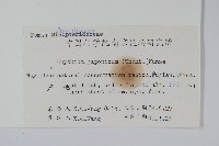 日本金粉蕨藏品圖，第2張