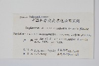 粵瓦葦藏品圖，第2張