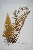 倒葉瘤足蕨藏品圖，第1張