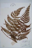 闊鱗鱗毛蕨藏品圖，第1張