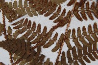 闊鱗鱗毛蕨藏品圖，第3張