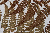 闊鱗鱗毛蕨藏品圖，第4張