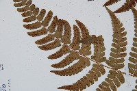 闊鱗鱗毛蕨藏品圖，第5張