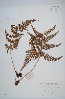 兩色鱗毛蕨藏品圖，第1張