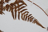 兩色鱗毛蕨藏品圖，第4張