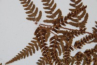 兩色鱗毛蕨藏品圖，第5張