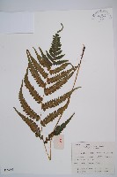 假蹄蓋蕨藏品圖，第1張