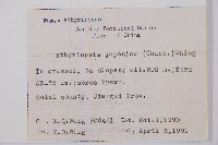 假蹄蓋蕨藏品圖，第5張