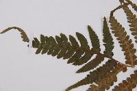 假蹄蓋蕨藏品圖，第6張