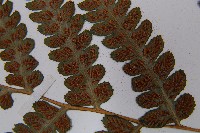 假蹄蓋蕨藏品圖，第7張