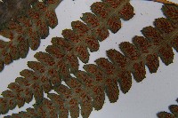 假蹄蓋蕨藏品圖，第8張