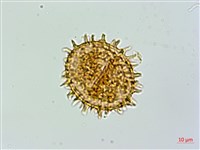 假蹄蓋蕨藏品圖，第3張