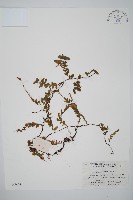 瓶蕨藏品圖，第1張