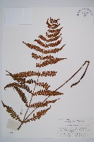 登錄號:P003439藏品圖，第1張