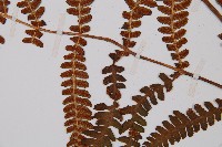 登錄號:P003439藏品圖，第3張