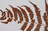 登錄號:P003439藏品圖，第4張