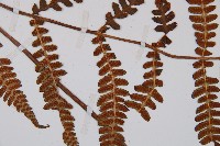 登錄號:P003439藏品圖，第5張