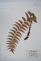 貫眾蕨藏品圖，第1張