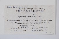 貫眾蕨藏品圖，第2張