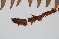 貫眾蕨藏品圖，第4張