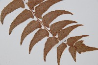 貫眾蕨藏品圖，第5張