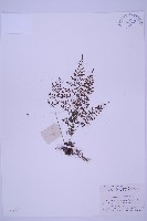 北京鐵角蕨藏品圖，第1張