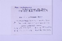 北京鐵角蕨藏品圖，第2張