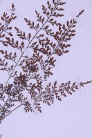 北京鐵角蕨藏品圖，第3張