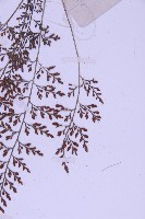 北京鐵角蕨藏品圖，第4張