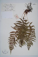 禾稈蹄蓋蕨藏品圖，第1張