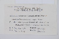 禾稈蹄蓋蕨藏品圖，第2張