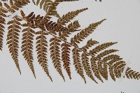 禾稈蹄蓋蕨藏品圖，第3張