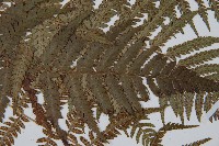 禾稈蹄蓋蕨藏品圖，第4張