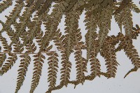 禾稈蹄蓋蕨藏品圖，第5張