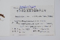 密腺副金星蕨藏品圖，第2張