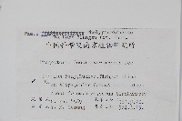 翅軸假金星蕨、短柄卵果蕨藏品圖，第2張