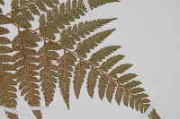 小葉複葉耳蕨藏品圖，第3張