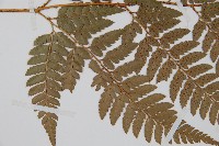 小葉複葉耳蕨藏品圖，第4張