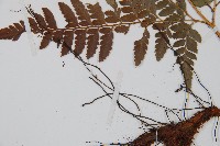 小葉複葉耳蕨藏品圖，第5張