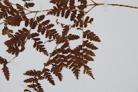 中華鱗毛蕨藏品圖，第3張