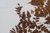 中華鱗毛蕨藏品圖，第4張