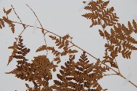 中華鱗毛蕨藏品圖，第5張