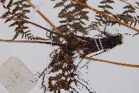 修株蹄蓋蕨藏品圖，第3張