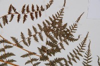 修株蹄蓋蕨藏品圖，第5張