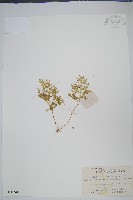 玉山卷柏藏品圖，第1張